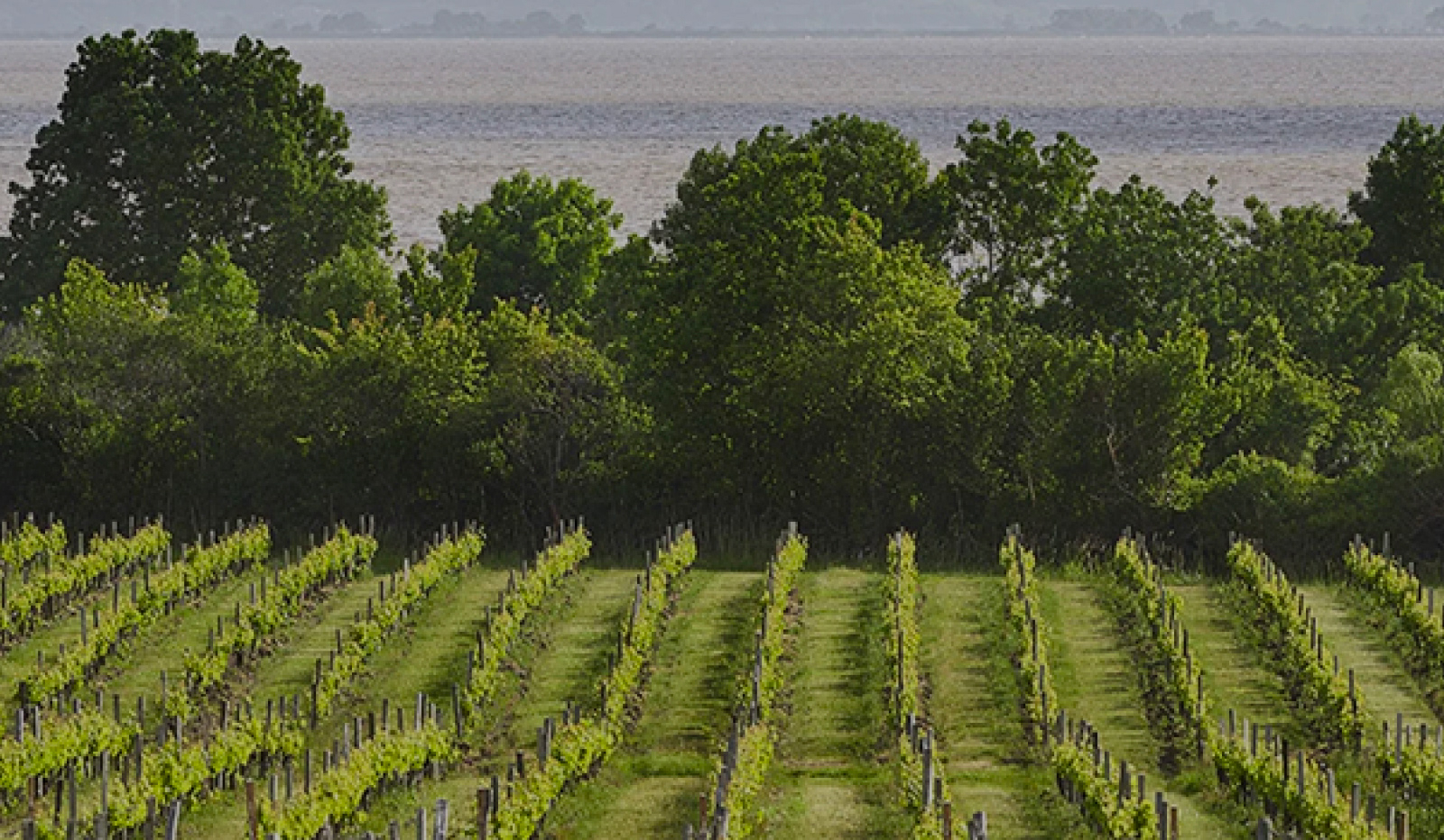 Haut-Médoc & Médoc