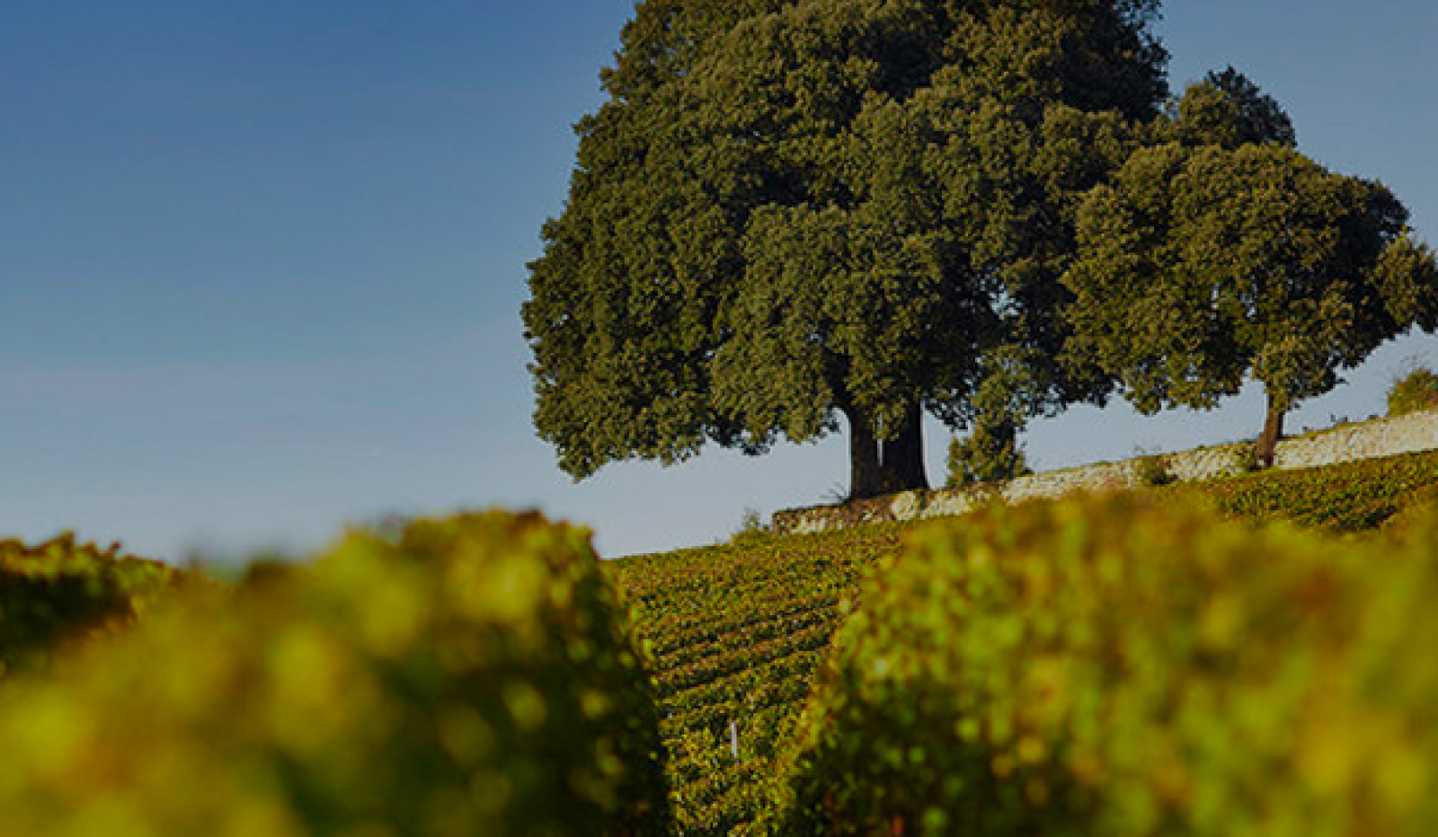 Saint-Emilion & Satellites