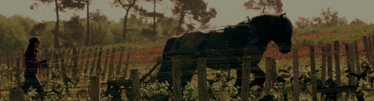 Château Smith Haut Lafitte