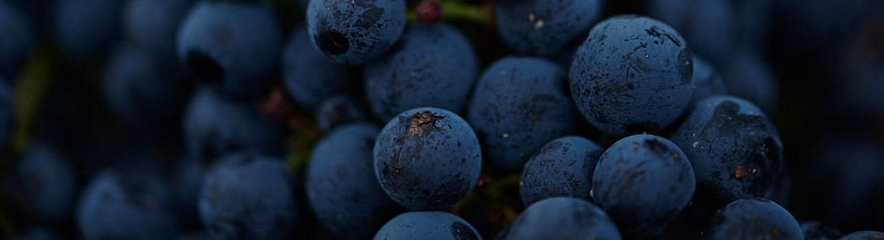 Château Cap de Faugeres