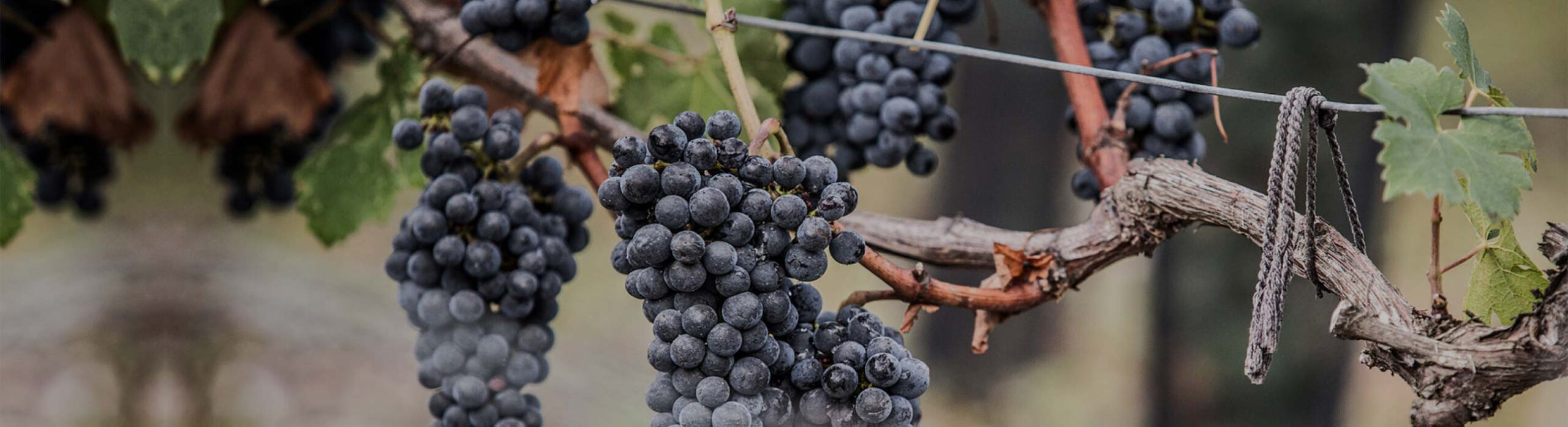 Château Clerc Milon